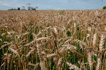 close - up of wheat, spikelets standing in the field, blue sky in the background. Wheat field.