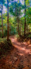 path in the forest
