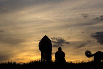 coucher de soleil silhouette d'un cheval et d'un cavalier ou cavalière red sky at morning
