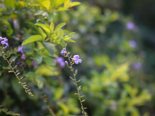 wild flowers in the garden