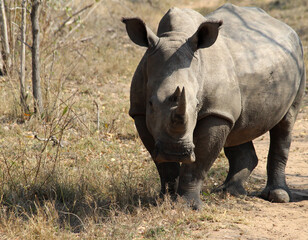 Three Rhinoceros (Rhinocerotidae) - South Africa.