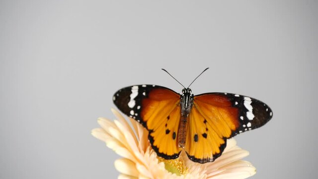 Slow motion footage of beautiful tiger butterfly opening wings sitting on Gerbera daisy flower over grey background. Monarch butterfly on pink flower.