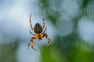 Close up of a garden spider or cross spider, sitting in the  center of its web in sunlight