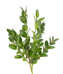 Boxwood branch isolated on white background. Green boxwood sprig. Buxus with clipping path.