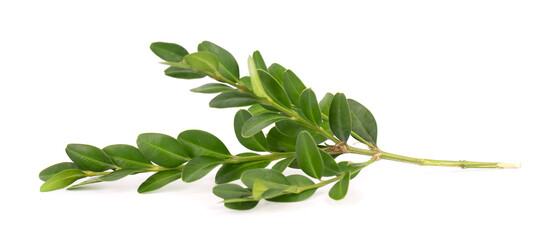 Boxwood branch isolated on white background. Green boxwood sprig. Buxus with clipping path. - obrazy, fototapety, plakaty