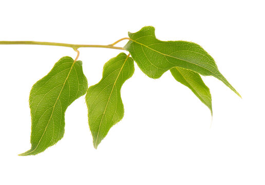 Green branch of kiwi leaves, isolated on white background. Spring with leaves of kiwi.