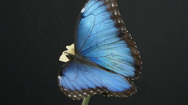 Slow motion of beautiful blue silk morpho butterfly opening wings on a daisy flower on black background	