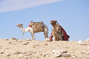 Menphis i Sakkara