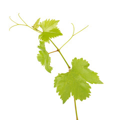 Green branch of grape vine isolated white background. Spring with leaves of grape vine.