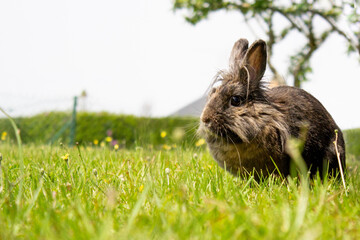 lapin noir caramel dans l'herbe, dehors à la nature