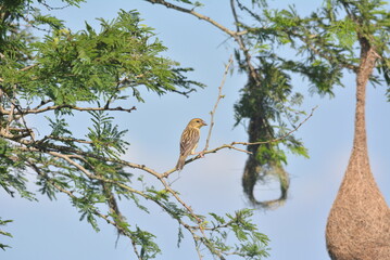 baya weaver bird