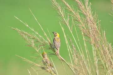 baya weaver bird