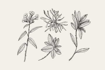 Hand-drawn sagaan dali branches and leaves gave. Rhododendron Adams is a healthy herbal tea. Wild medicinal herbs vector illustration. Design element for greeting card, cover, invitation, packaging.