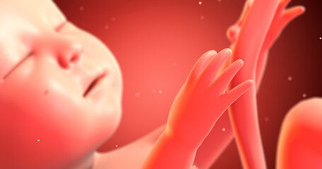 Human Baby Fetus Inside Of A Womb. Ready To Give Birth. 3D Illustration Render. Science And Health Related High Quality 4K 3D Render