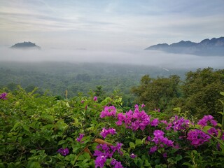 Obraz premium Fresh pink flowers and Morning Mist and fog over the mountains.