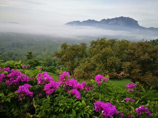 Fresh pink flowers and Morning Mist and fog over the mountains.