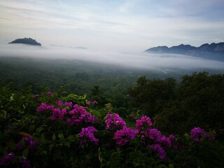 Fresh pink flowers and Morning Mist and fog over the mountains.