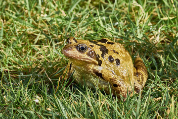 Grasfrosch in einer Wiese.