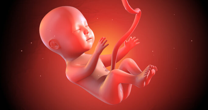 Human Baby Fetus Inside Of A Womb. Ready To Give Birth. 3D Illustration Render. Science And Health Related High Quality 4K 3D Render