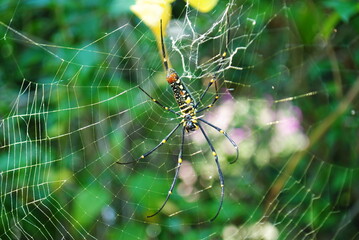 Spider in the center of the web