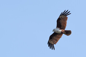 Brahminy Kite - Haliastur Indus, beautiful bird of prey from Asian and Australian woodlands and wetlands, Sri Lanka.