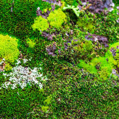 The texture of green moss on the stones.