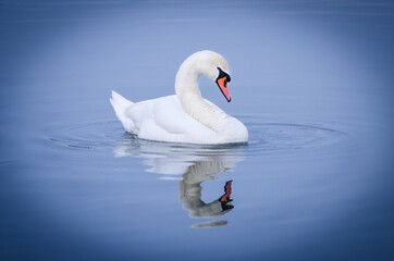 swan on the lake