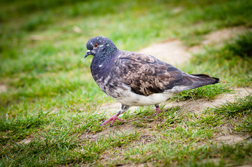 pigeon on grass