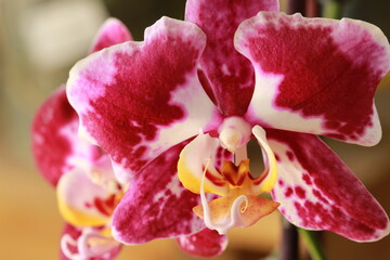 Orchid&eacute;e