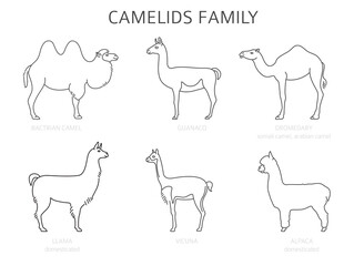 Camelids family collection. Camels and llama infographic design