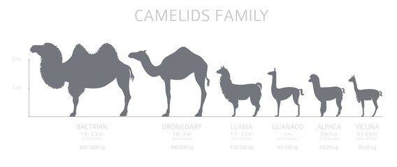 Camelids family collection. Camels and llama infographic design