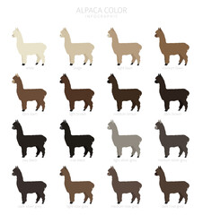 Camelids family collection. Alpaca graphic design