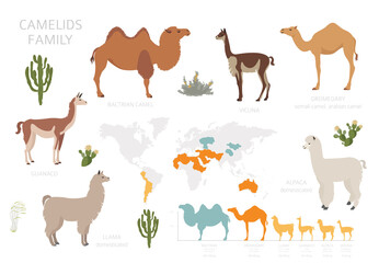 Camelids family collection. Camels and llama infographic design