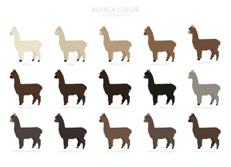 Camelids family collection. Alpaca graphic design