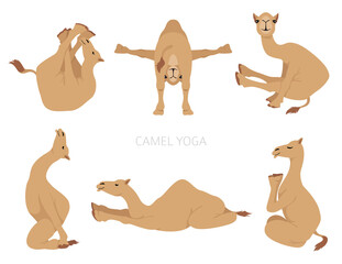 Camelids family collection. Dromedary camel yoga design