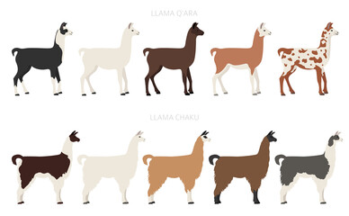 Naklejka na ściany i meble Camelids family collection. Llama graphic design