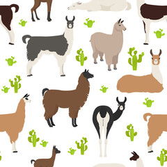 Camelids family collection. Llama graphic design
