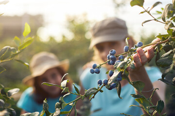 Modern family picking blueberries on a organic farm - family business concept.