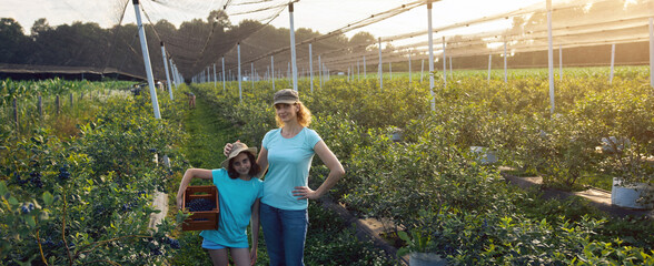 Modern family picking blueberries on a organic farm - family business concept.