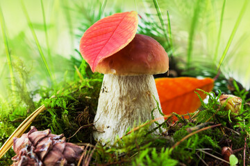 White mushroom or boletus (Latin Boletus edulis) grows in the forest in autumn and summer in green moss and grass
