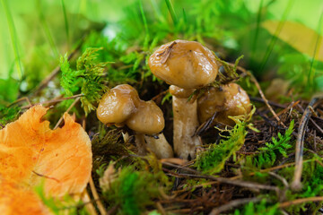 Butter mushrooms, common Buttercup (lat. Suillus luteus ) grow in the forest in autumn and summer in green moss and grass