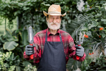Portrait of senior bearded man gardener in checkered shirt, apron and straw hat, posing with gardening tools spade and rake, indoors in greenhouse on the background of tropical plants