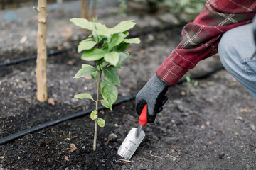 Fototapeta premium Closeup cropped image of hands of senior male gardener in gloves, holding gardening spade, planting little lemon tree, while working in garden or greenhouse