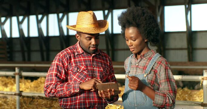 African American couple of male and female farmers walking inside barn with sheep flock, talking and using tablet device. Shepherds strolling in stable with livestock and having conversation. Gadget.