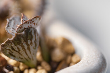 Succulent plants Kalanchoe rhombopilosa (leaves resemble moths) grown in small stones in a ceramic bowl.  Macro, narrow focus.