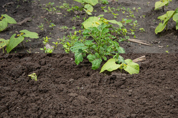 Difference between a well-groomed and abandoned section of town with overgrown potatoes and beans