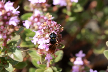 Petite abeille noire butinant du serpolet
