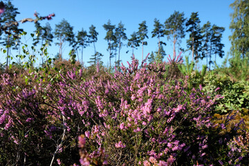 Common Heather, or Calluna vulgaris, on Blackheath Common, near Guildford, Surrey