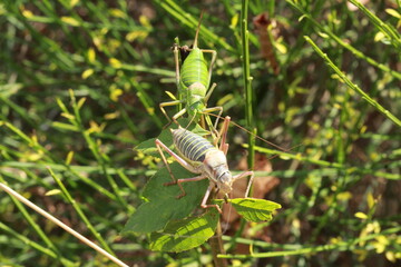 Couple de grandes sauterelles