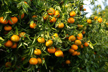 Orchard - ripe tangerines on a branch in the garden. High quality photo